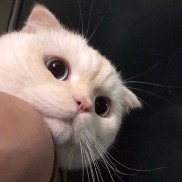 大白猫